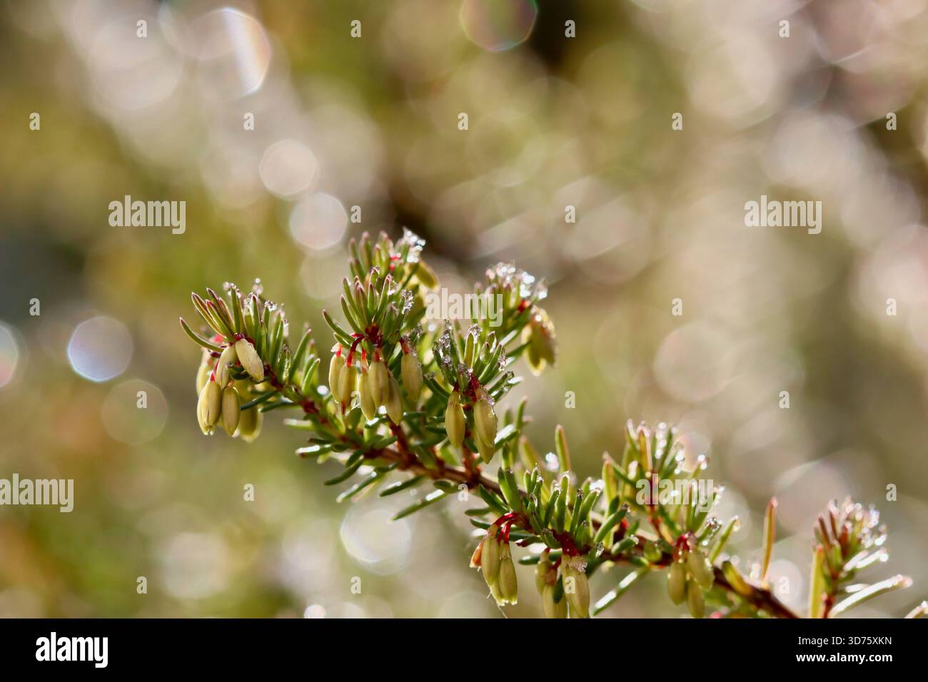 Blühender Heidekraut-Zweig der Blütenknospen der Erica carnea, Winter Heath, eiskalte Tautropfen, die im warmen Bokeh-Sonnenlicht glitzern und die Widerstandsfähigkeit der Natur einfangen Stockfoto