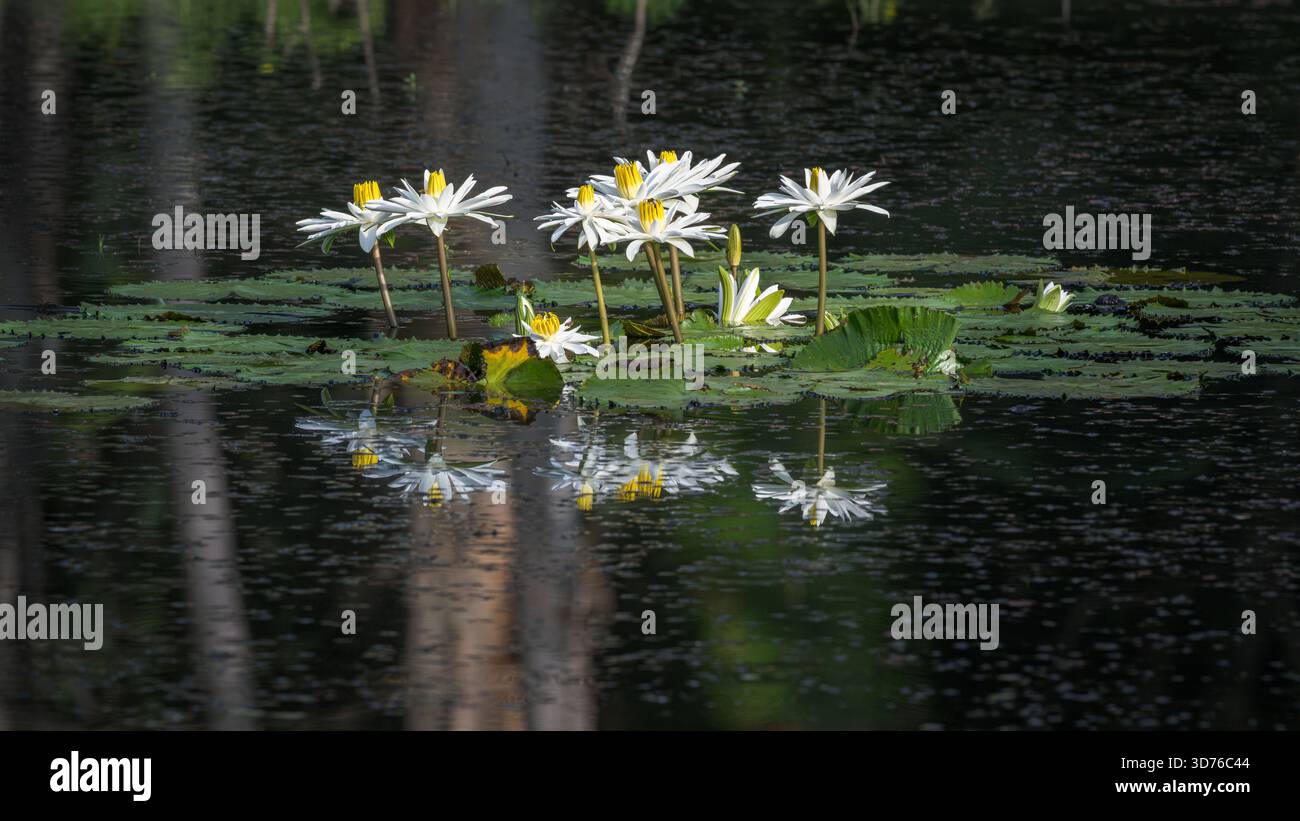 Eine Gruppe von Wasserlilienblüten und Lilienpads schweben ruhig im Süßwassersee bei Centenary Lakekes in Cairns, Australien, während die Bienen ruhig über ihnen schweben. Stockfoto