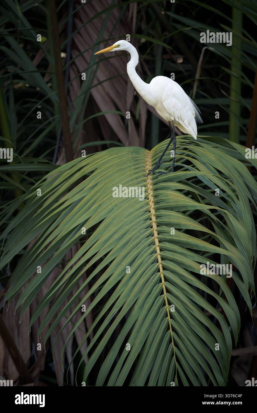 Auf einer wunderschönen schwarzen Palmenfront thront ein einzelner, statuesker großer weißer Egret, der sowohl ruht als auch auf der Suche nach räuberischen Gelegenheiten ist. Stockfoto