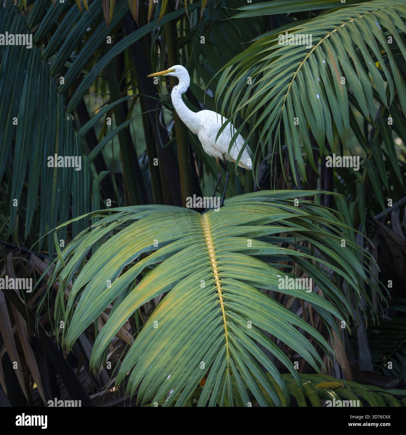Auf einer wunderschönen schwarzen Palmenfront thront ein einzelner, statuesker großer weißer Egret, der sowohl ruht als auch auf der Suche nach räuberischen Gelegenheiten ist. Stockfoto