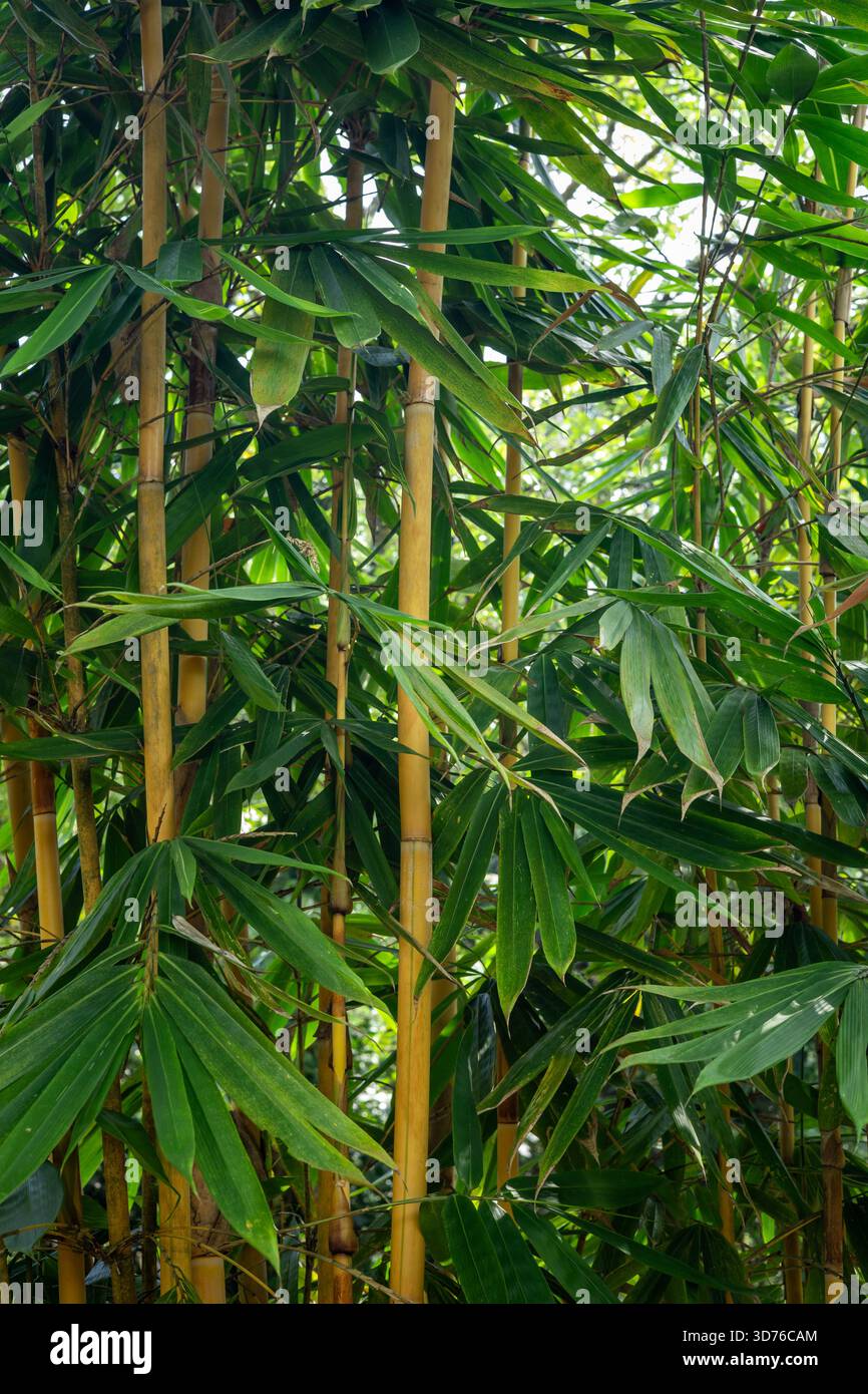 Nahaufnahme von leuchtend grünen Bambusstämmen und Blättern als Hintergrund. Zen, Japan, China, Asien Hintergrund. Stockfoto