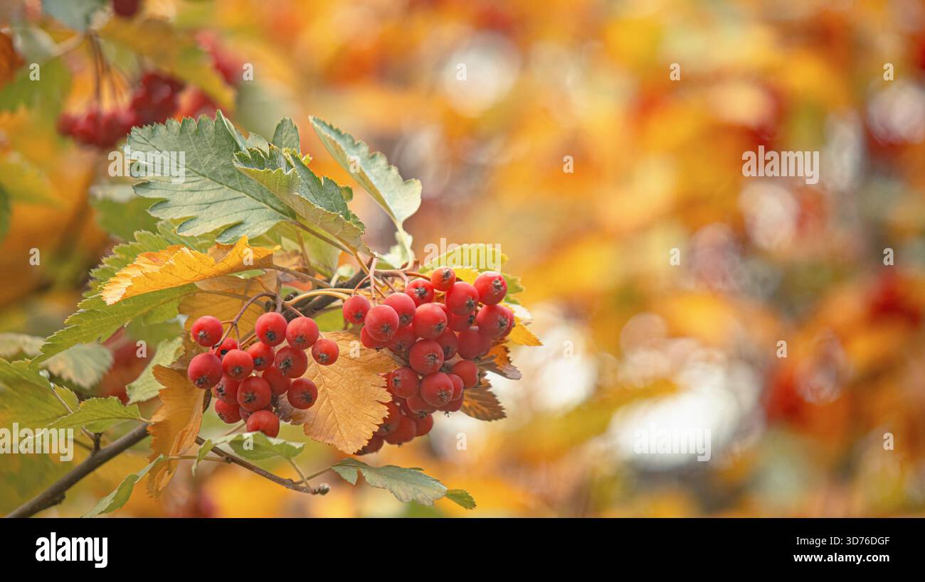 Saftige rote vogelbeeren vor einem warmen Herbsthintergrund und wunderschönem Bokeh Stockfoto