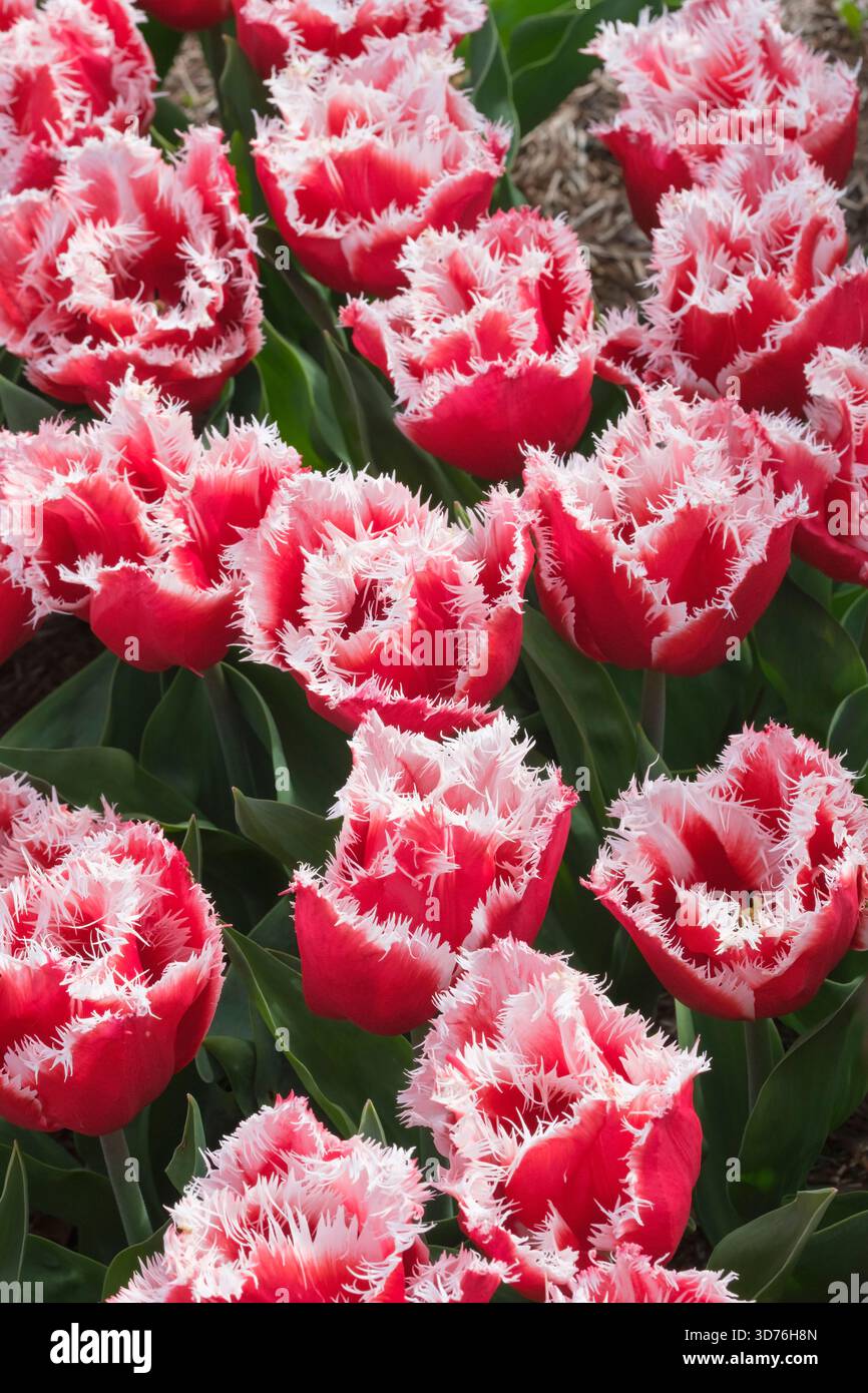 Tulipa New Santa, Tulpe New Santa, rote Blumen mit stark gesäumten weißen Kanten Stockfoto