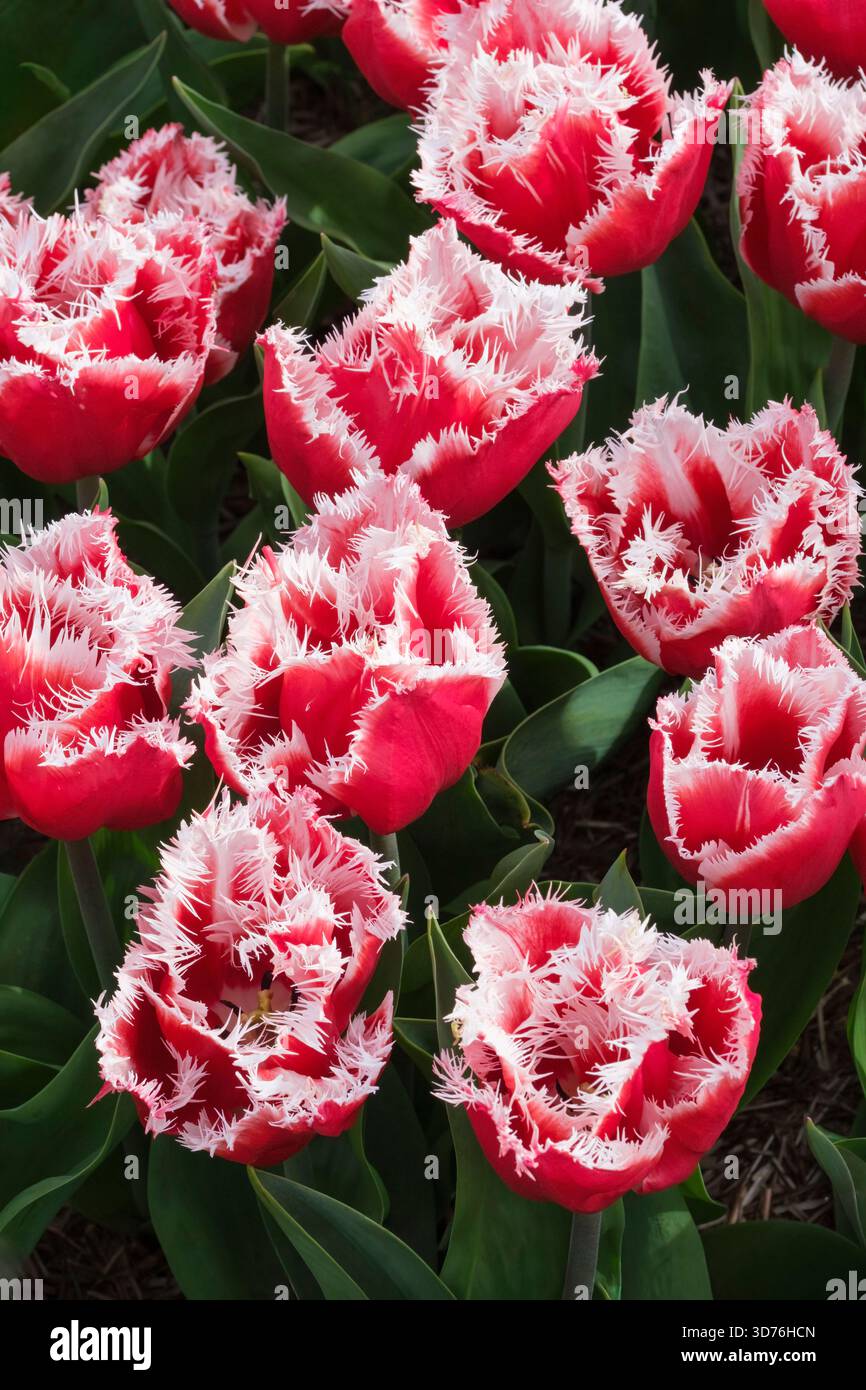 Tulipa New Santa, Tulpe New Santa, rote Blumen mit stark gesäumten weißen Kanten Stockfoto
