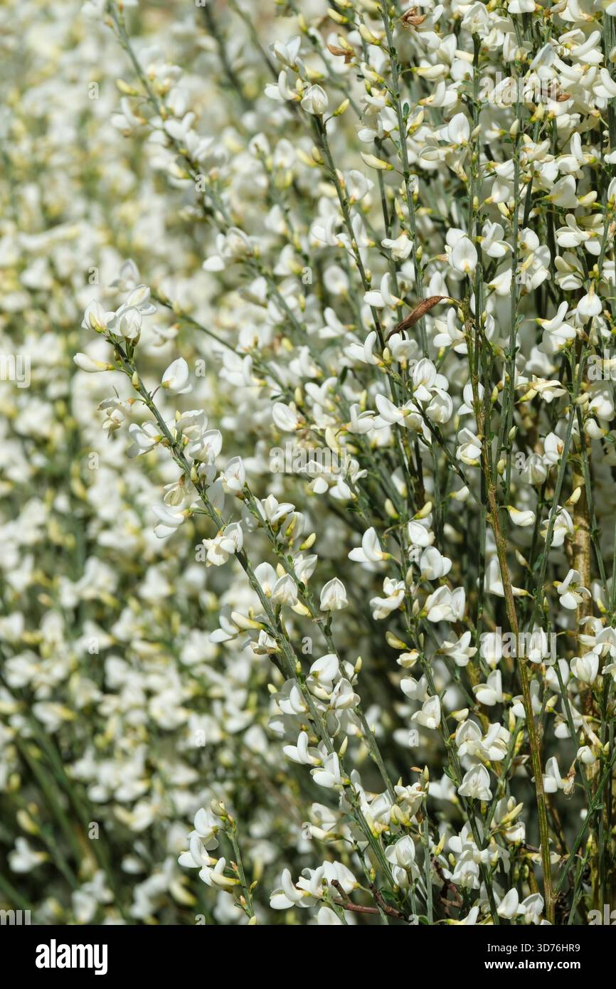 Cytisus x praecox Albus, Ginster Albus, Ginster Alba, reichlich kleine, weiße erbsenartige Blüten im Frühjahr Stockfoto