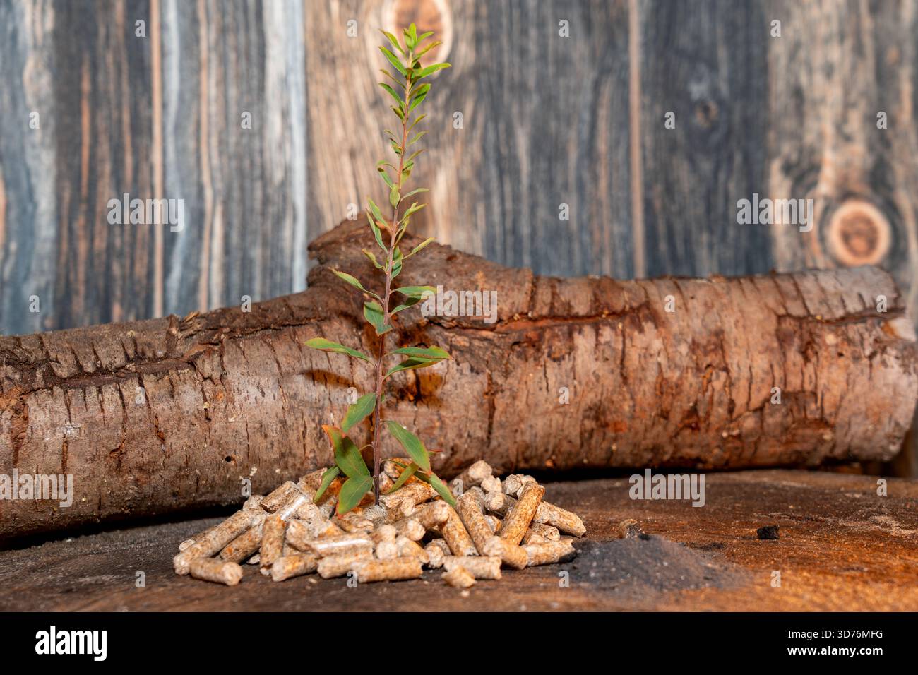 Nahaufnahme eines kleinen, grünen Setzlings, der aus einem Haufen Holzpellets wächst, vor einem dunklen Stamm und einem verschwommenen hölzernen Hintergrund, der die Erneuerung symbolisiert Stockfoto