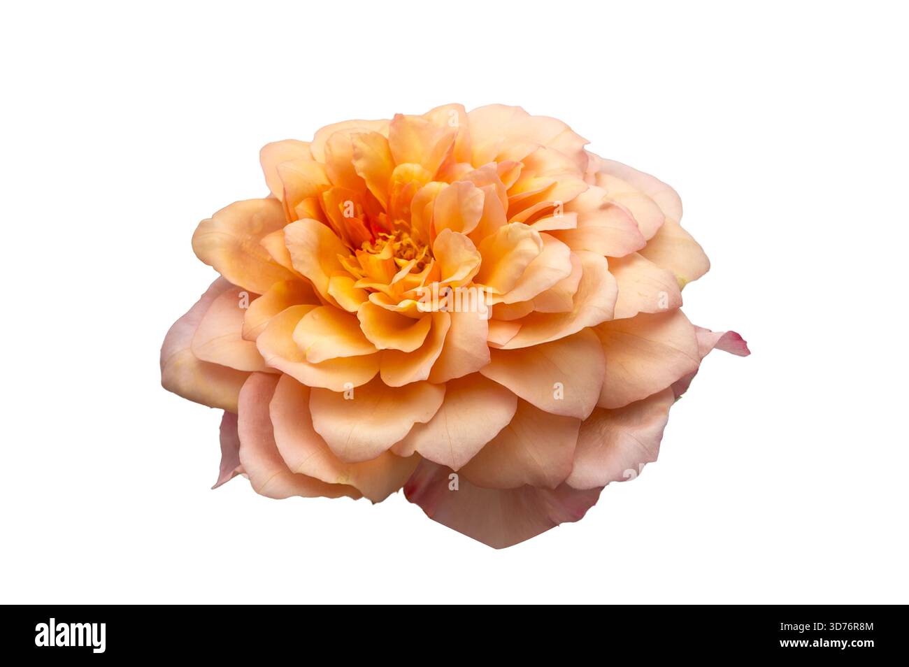 Blumenstrauß von Rosen Isolate. Rosa und weiße Rosenblüten mit Blättern in Blumenanordnung isoliert auf weißem Hintergrund. Flache Lagen. Draufsicht. Stockfoto