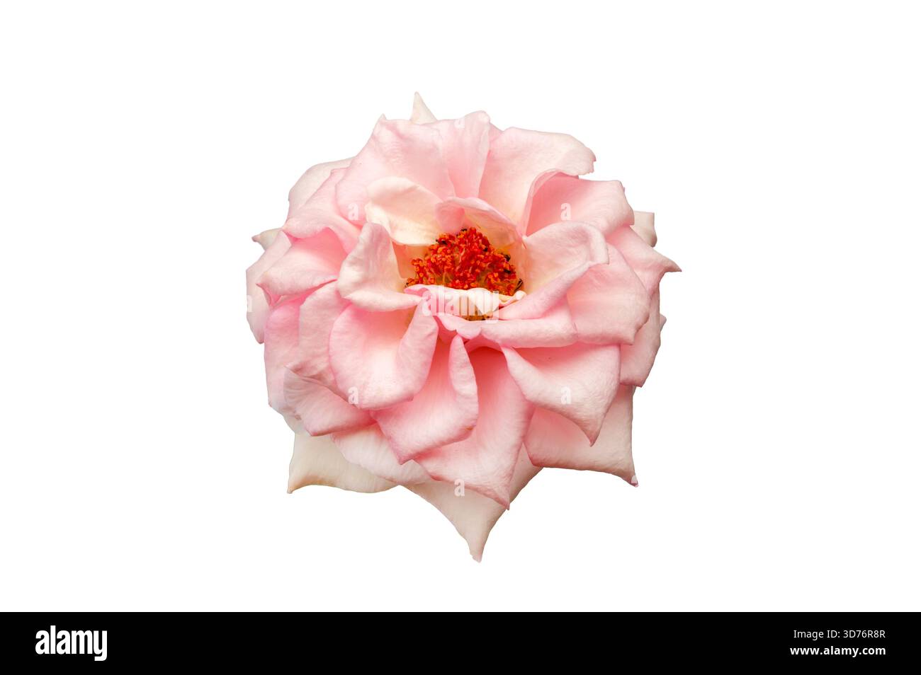 Blumenstrauß von Rosen Isolate. Rosa und weiße Rosenblüten mit Blättern in Blumenanordnung isoliert auf weißem Hintergrund. Flache Lagen. Draufsicht. Stockfoto