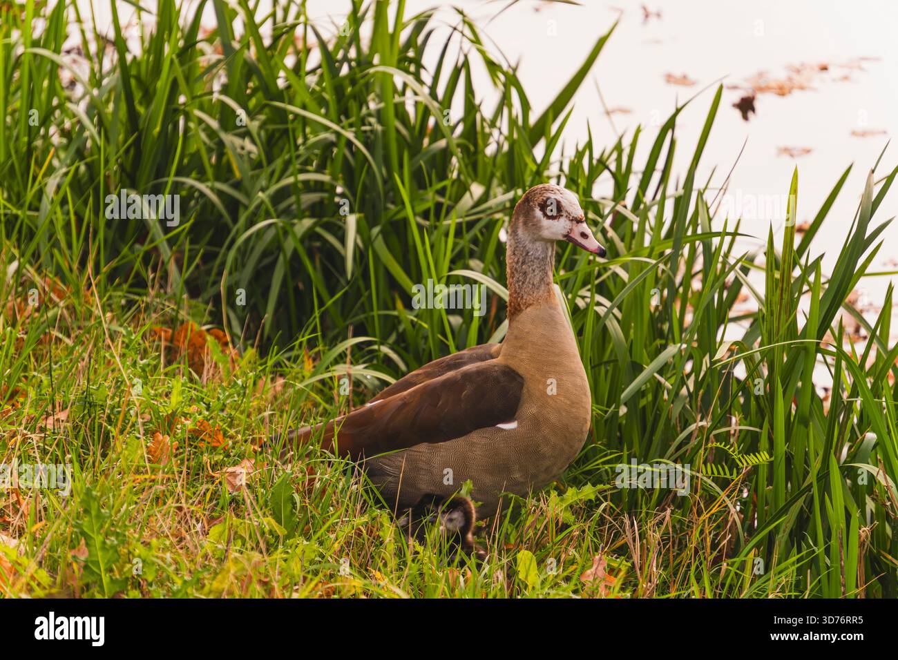 Ente mit Enten, die im Herbst in der Nähe von Schilf und Fluss spazieren gehen, Fotos von Tieren für Tapeten und Abzüge. Stockfoto