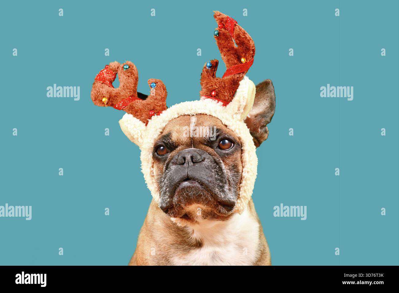 Französischer Bulldogge-Hund mit weihnachtlichem Rentier-Geweih-Kostüm vor blauem Hintergrund Stockfoto