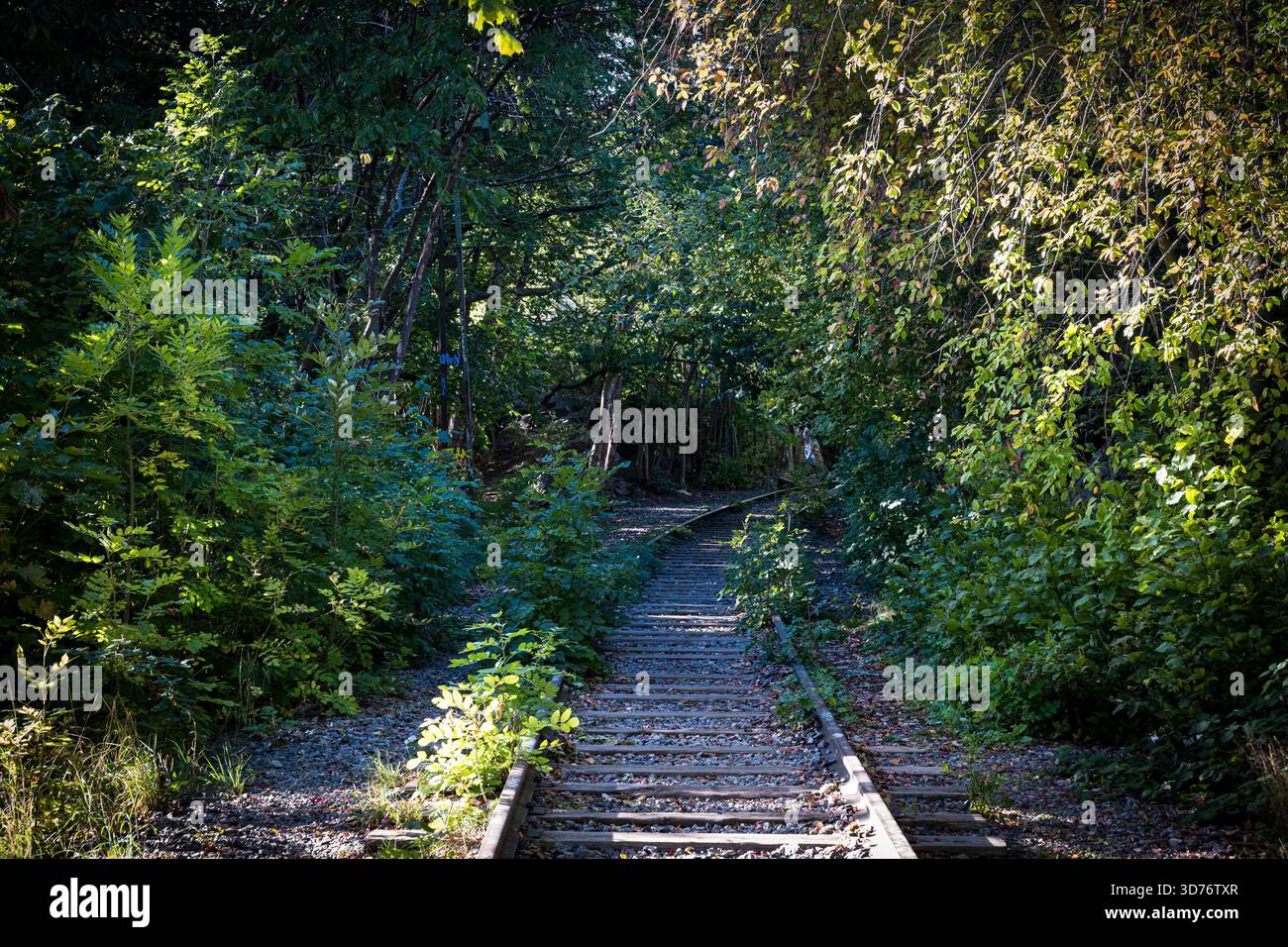 Verlassene Bahngleise im Wald Stockfoto