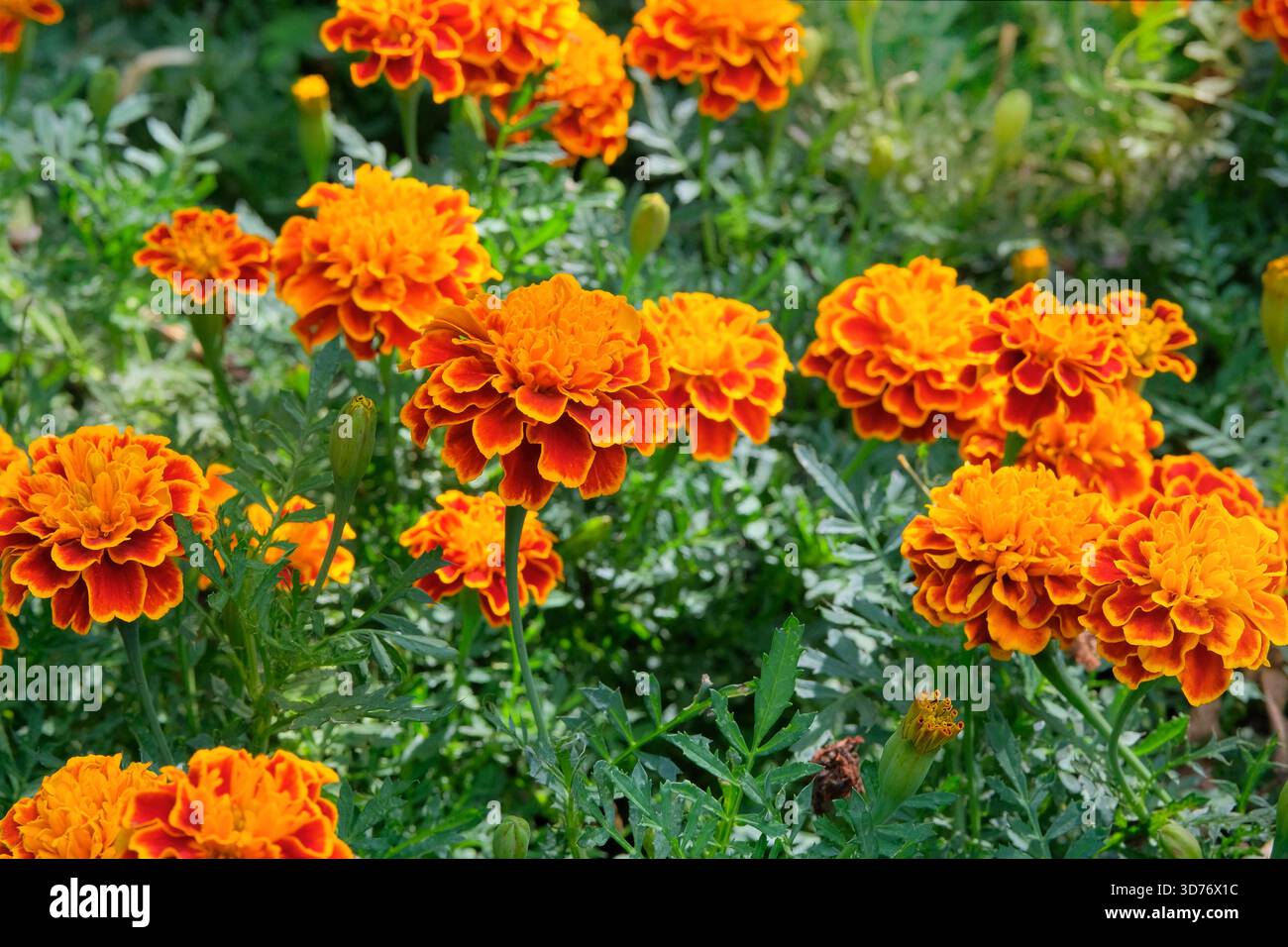 Blühende Dekorationspflanzen. Ringelblume mit Orangenblüten auf der Wiese. Gartendekor. Stockfoto