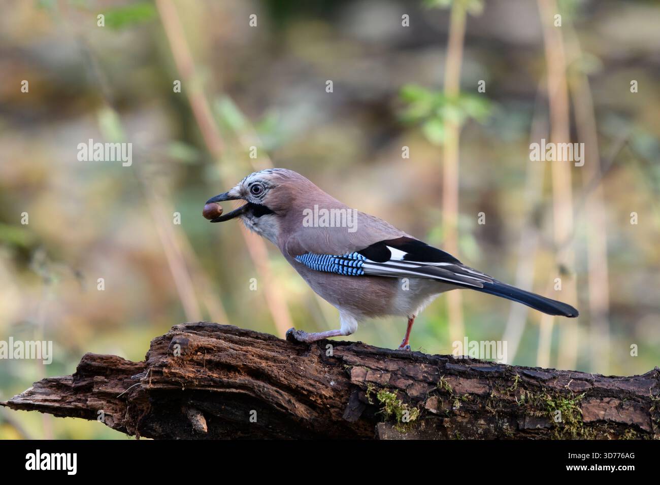 Der eurasische jay Garrulus glandarius ernährt sich von Eicheln, sitzt auf verfallenen Zweigen im Wald. County Durham, England, Dezember. Stockfoto