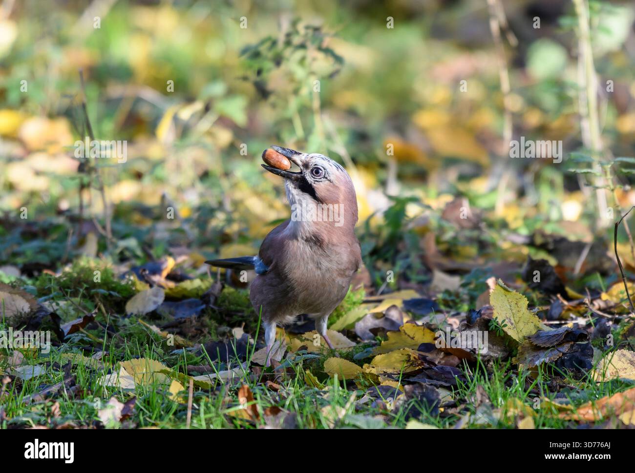 Der Eurasische jay Garrulus glandarius ernährt sich von Eicheln im Wald. Boden. County Durham, England, Dezember. Stockfoto