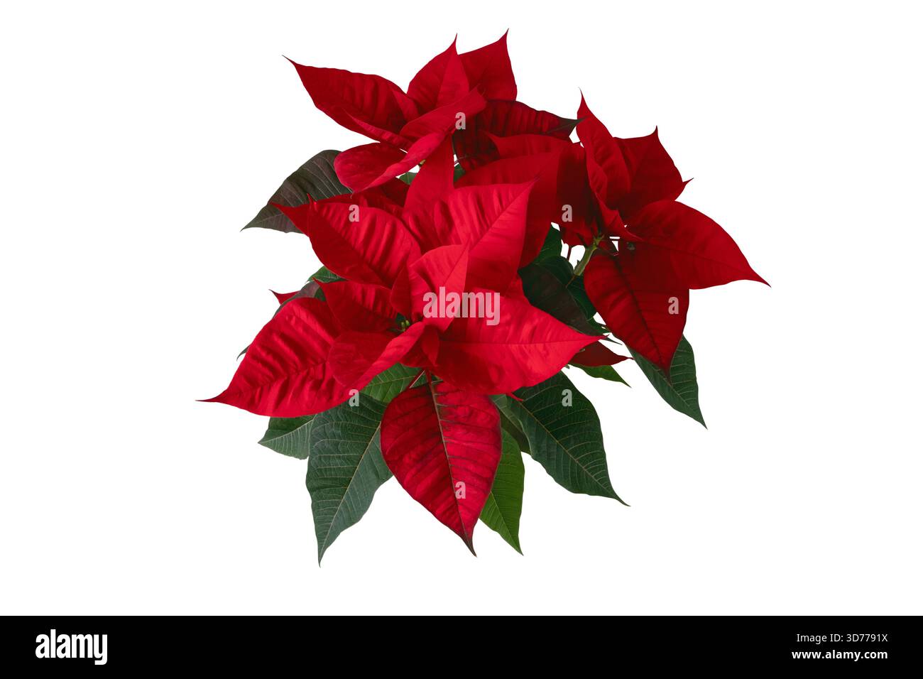 Festlicher roter Weihnachtsstrauß mit grünen Blättern isoliert auf weiß. Perfekt für Weihnachten, Weihnachtsdekor und saisonale Designprojekte. Stockfoto