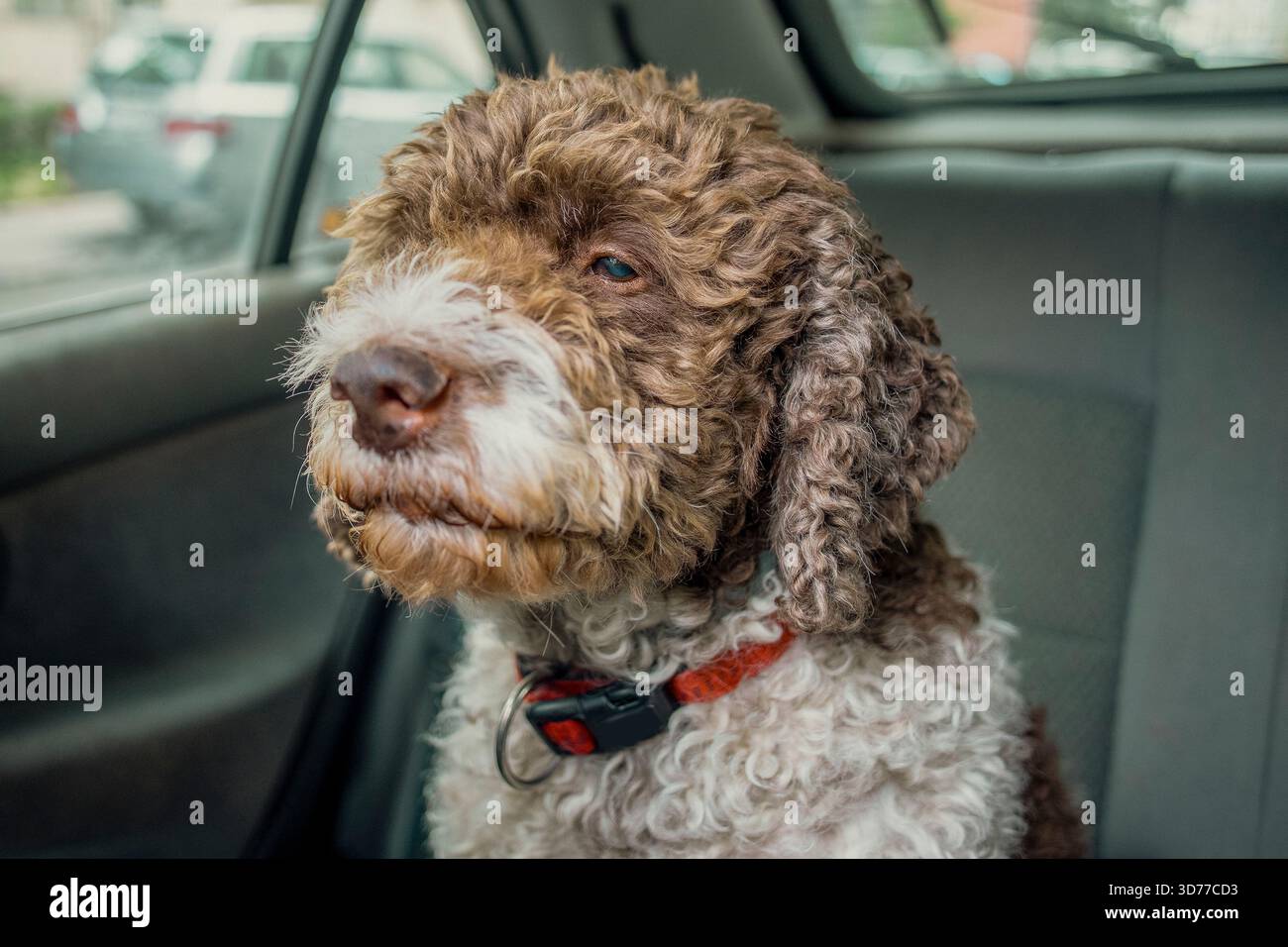 Ein Hund mit lockigen Haaren sitzt auf dem Rücksitz eines Autos und schaut an einem sonnigen Tag in der Stadt aus dem Fenster Stockfoto