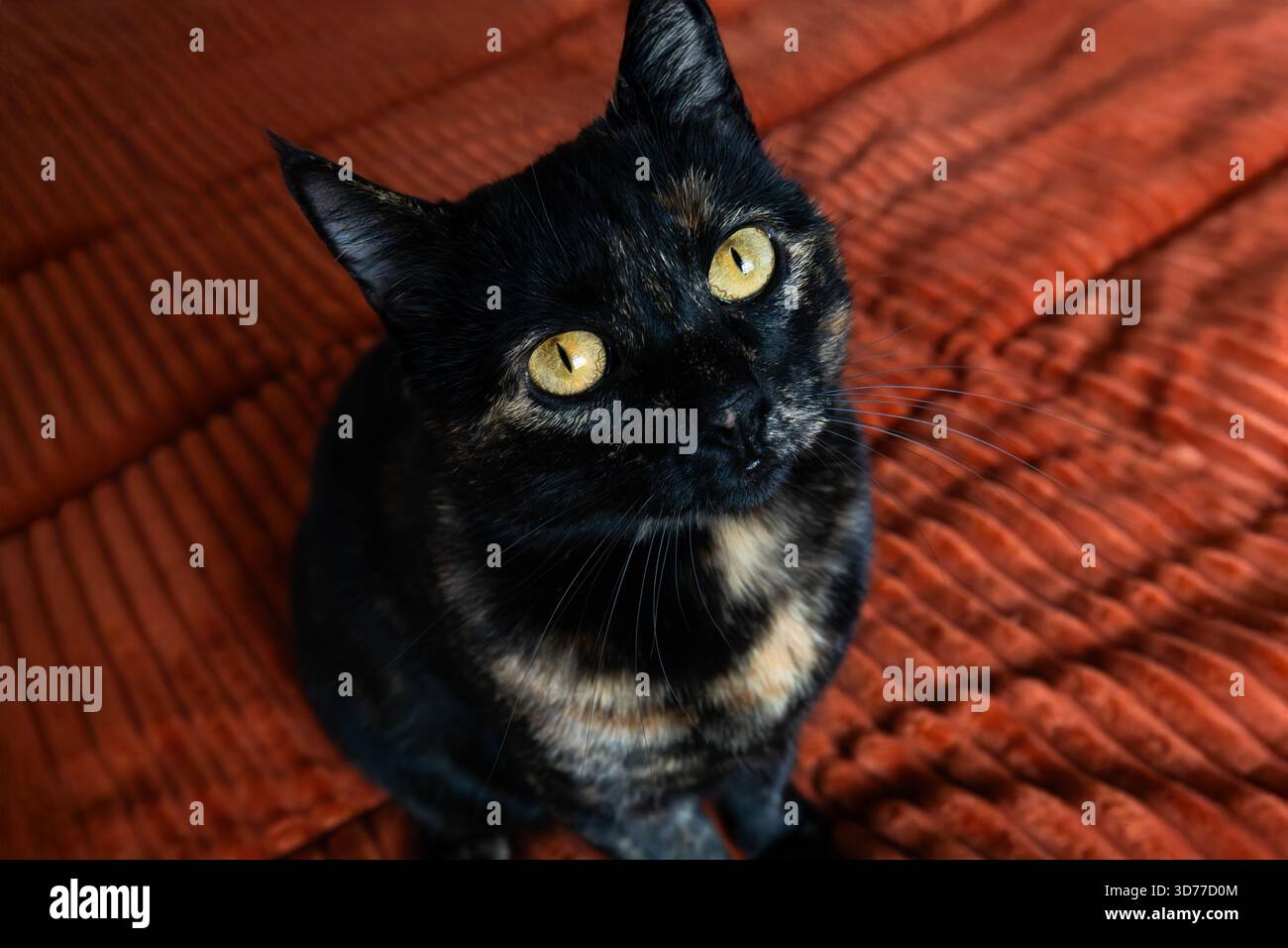 Schildpatt-Katze Sitzt Drinnen Und Blickt Nach Oben Stockfoto