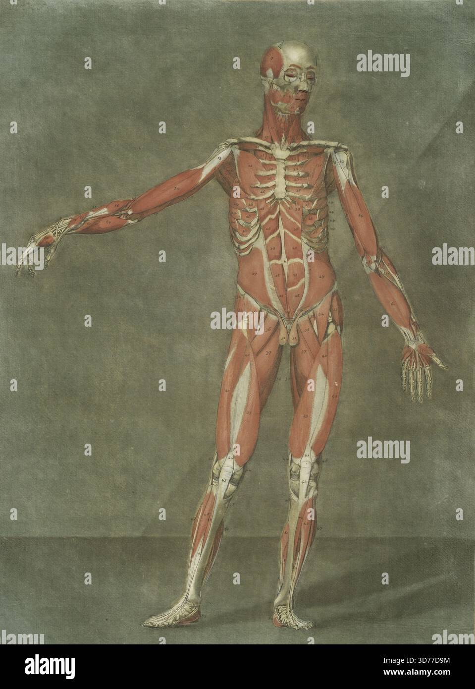 Diese Platte zeigt die Muskeln und Bänder des menschlichen Körpers, Platte 4, ausgestellt 1773. Es wurde in Nancy von Leclerc veröffentlicht und ist Teil früherer Arbeiten zur menschlichen Anatomie. Der Mezzotint misst 63 x 49 cm Stockfoto