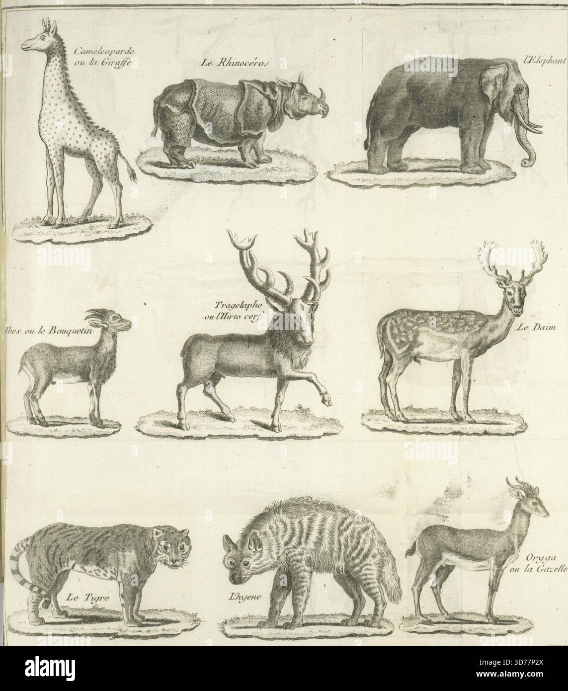 Cameleoparde ou la giraffe, le rhinocéros, l'éléphant, Steinbock ou le bouquetin, tragelaphe ou l'hirco cerf, le daim, le tigre, l'hyene, oryga ou la gazelle., 1784, Paris, Verlag, A. Jombert, Tiere in der Bibel., Gravur und Ätzen; 26 x 23,5 cm Stockfoto