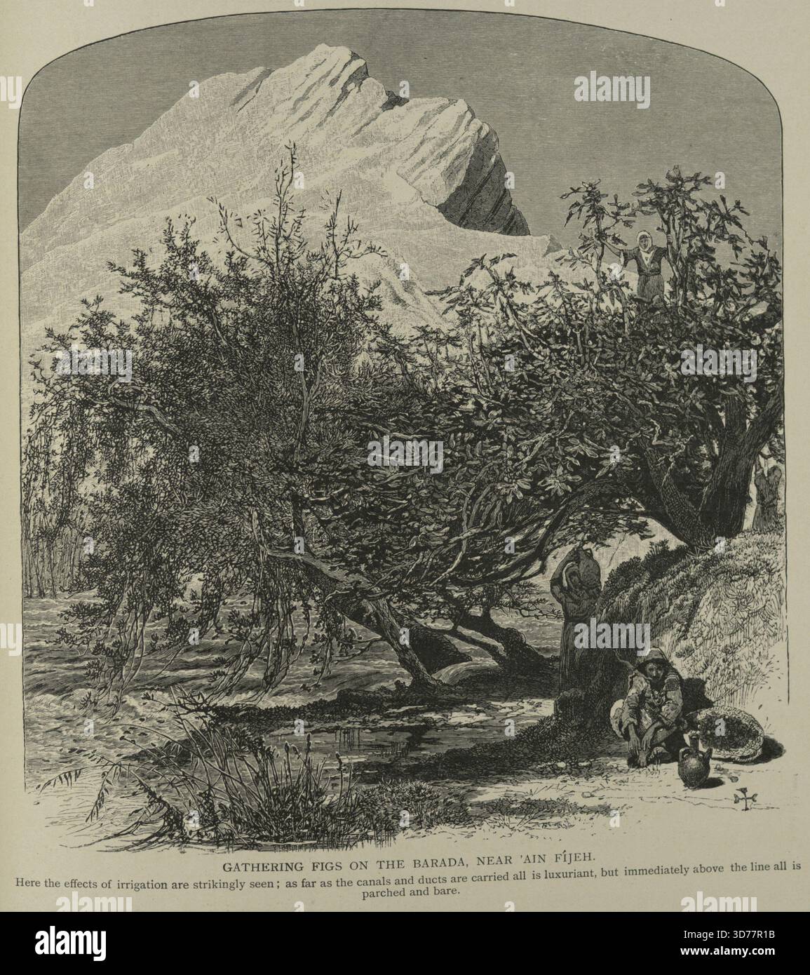 Sammeln Sie Feigen auf dem Fluss Barada in der Nähe von 'Ain Fîjeh, was den Kontrast zwischen der üppigen, von Kanälen und Kanälen bewässerten Gegend und dem benachbarten, vertrockenem Land über der Bewässerungslinie unterstreicht. Das zwischen 1881 und 1884 von Harry Fenn geschaffene Bild misst 17,5 x 16,5 cm und wurde in New York von D. Appleton veröffentlicht Stockfoto