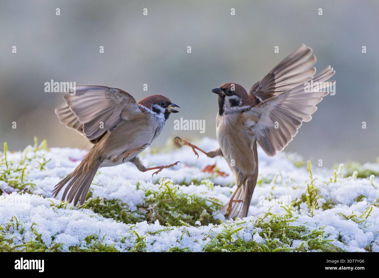 Passer montanus zwei Erwachsene, die in verschneiten Winterlandschaften um Nahrung kämpfen, Baden-Wuerttemberg Stockfoto