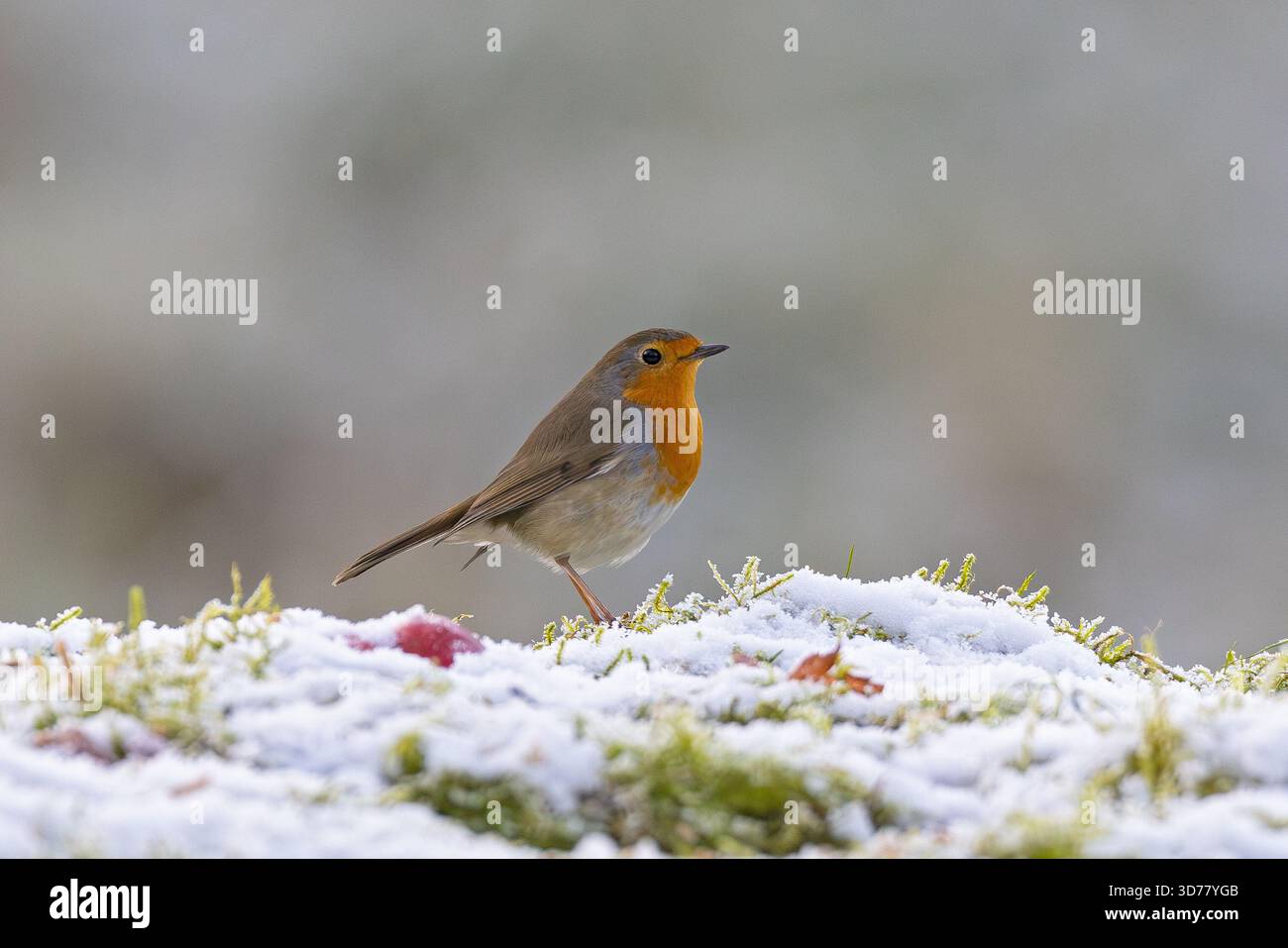Europäischer Robin (Erithacus rubecula) Erwachsenennahmehilfe in schneebedeckter Winterlandschaft, Baden-Württemberg, Deutschland Stockfoto