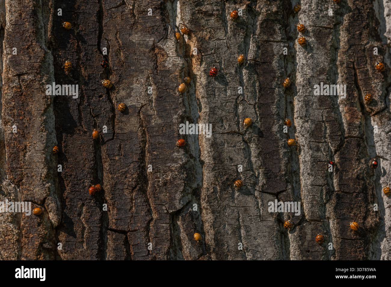 Eine große Anzahl orangener Insekten ist auf rauer Baumrinde verstreut. Sonnenlicht beleuchtet ihre Anwesenheit in der Natur. Die Lage ist friedlich. Invasion asiatischer Marienkäfer. Bas Rhin, Elsass, Frankreich, Europa. Stockfoto