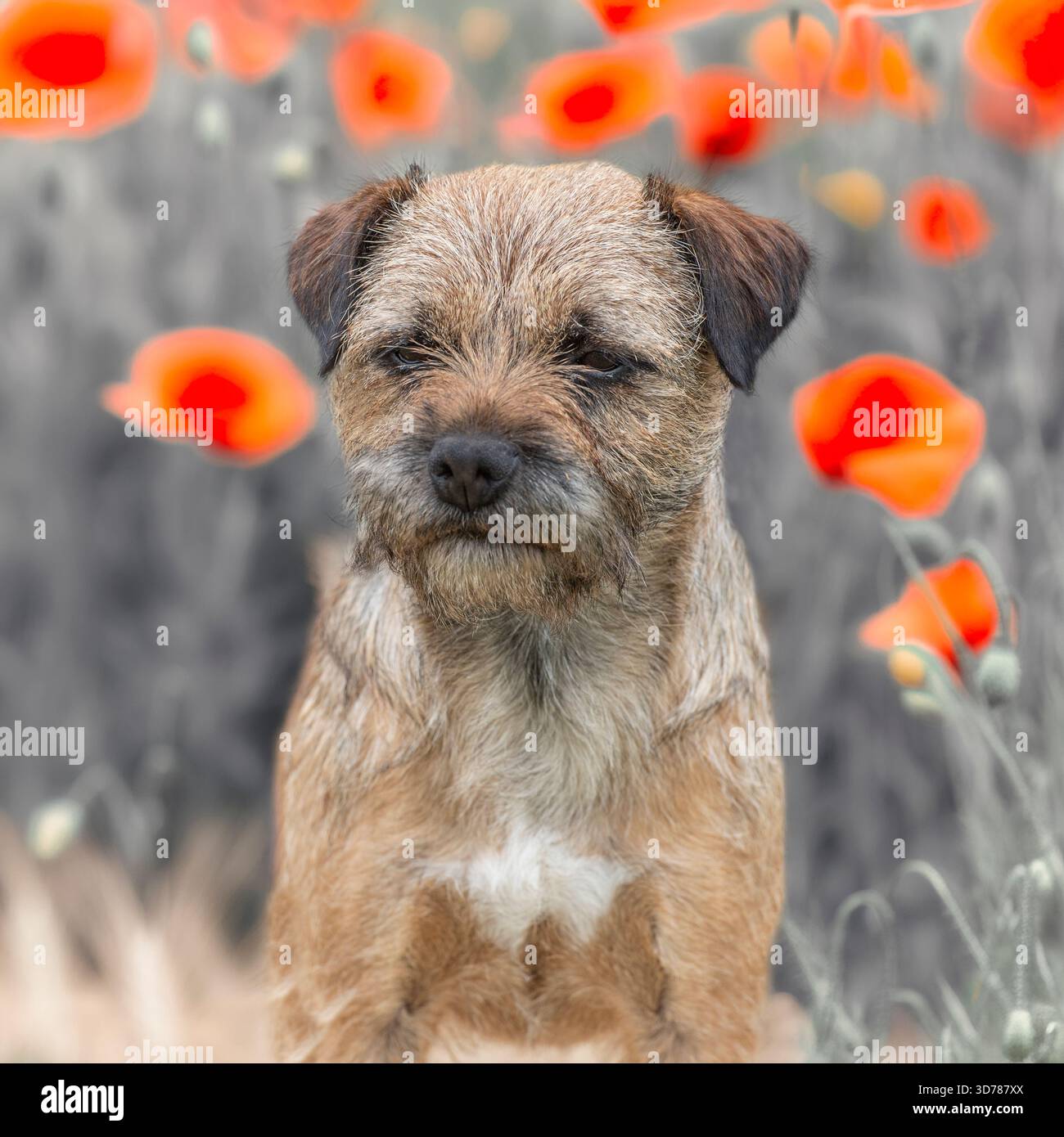 Border Terrier im Mohnfeld Stockfoto