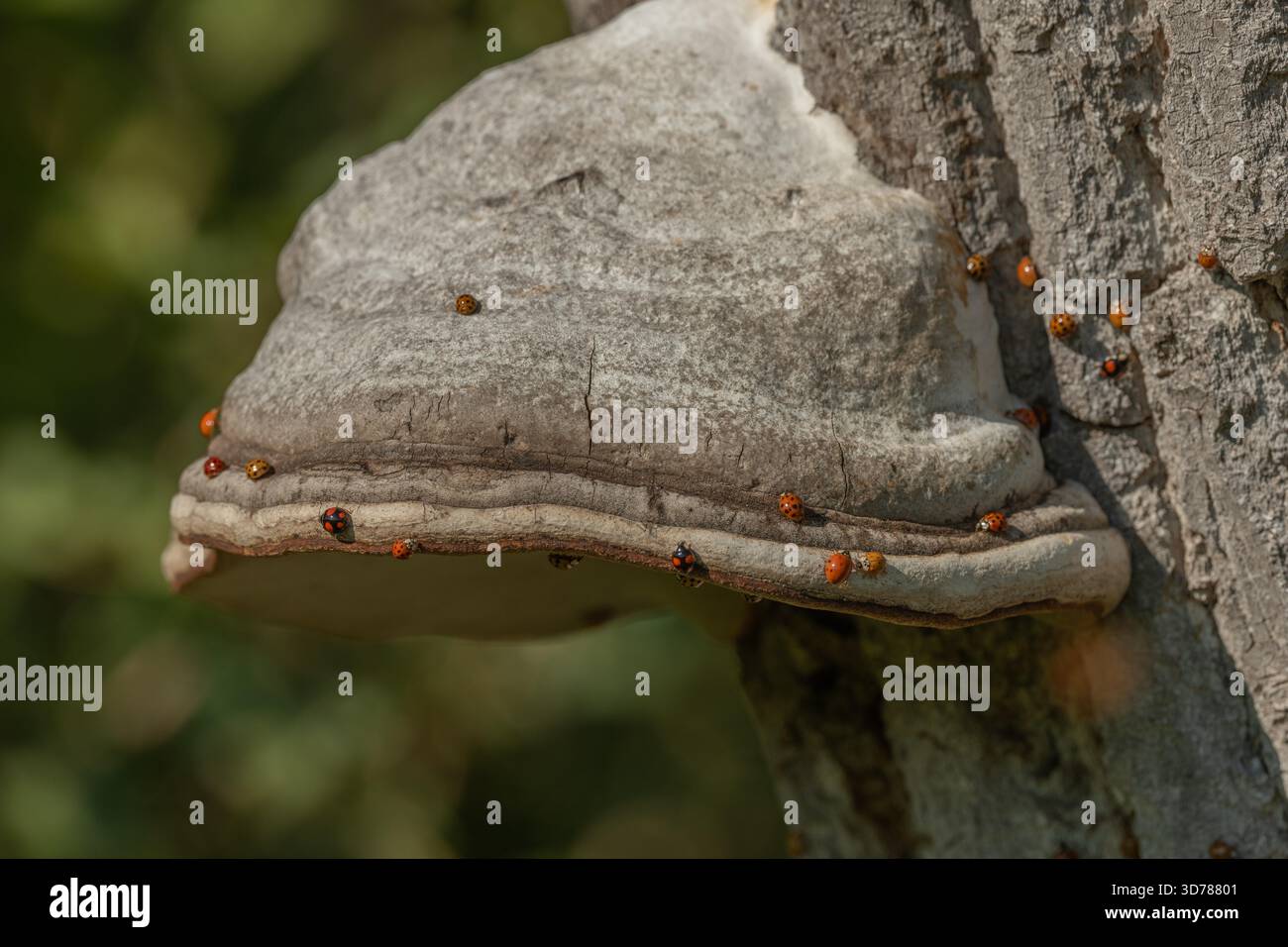 Pilze wachsen auf Rinde von alten Bäumen im grünen Wald. Die Sonne scheint durch die Blätter und schafft eine friedliche Atmosphäre. Invasion asiatischer Marienkäfer. Bas Rhin, Elsass, Frankreich, Europa. Stockfoto