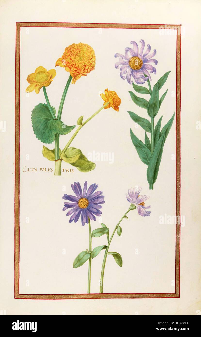 Calta palustris, Marsh Marigold, historisch, digital verbesserte Reproduktion von Theatrum florae (1624) von Daniel Rabel (1578 - 1637) Stockfoto