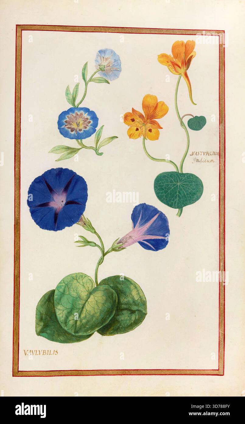Nasturcium indicum, indische Brunnenkresse oder gelbe Kresse und Vaulubilis, blauer Morgenglorum, Trichter Morgenglorum, historische, digital verbesserte Reproduktion aus Theatrum florae (1624) von Daniel Rabel (1578 - 1637) Stockfoto