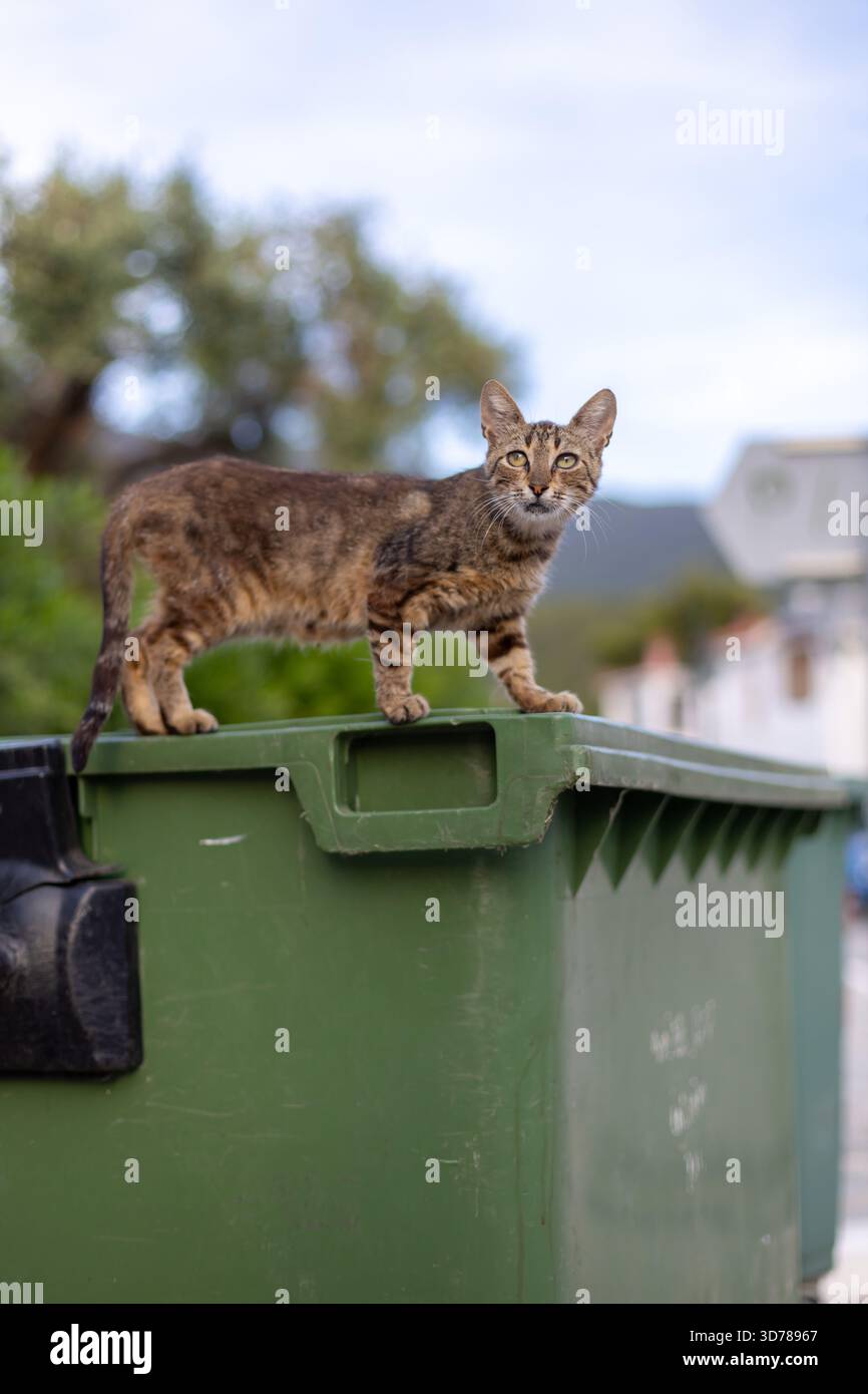 Tabby-Katze steht auf grünem Recyclingbehälter in Wohngegend Stockfoto