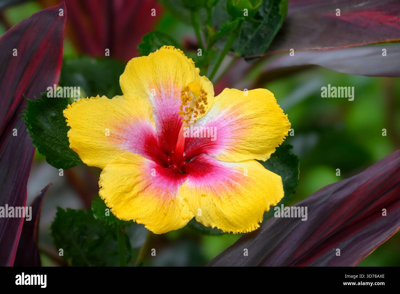 Hibiskusblume, Chacala, Nayarit, Mexiko. Stockfoto
