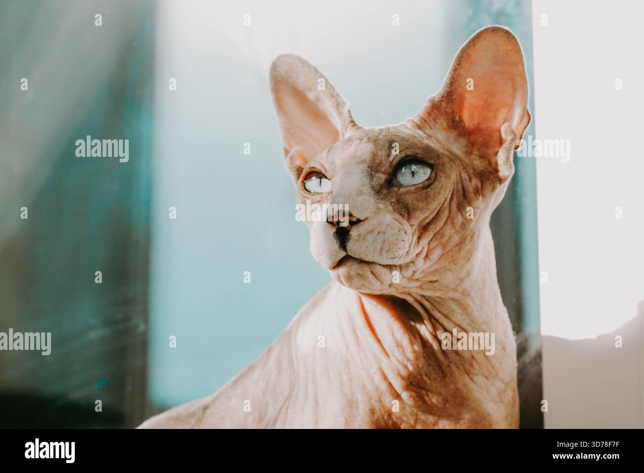 Eine atemberaubende Sphynx-Katze mit auffälligen blauen Augen blickt nachdenklich zur Seite. Die einzigartige Schönheit einer haarlosen Sphinx-Katze mit faltiger Haut und blauem e Stockfoto