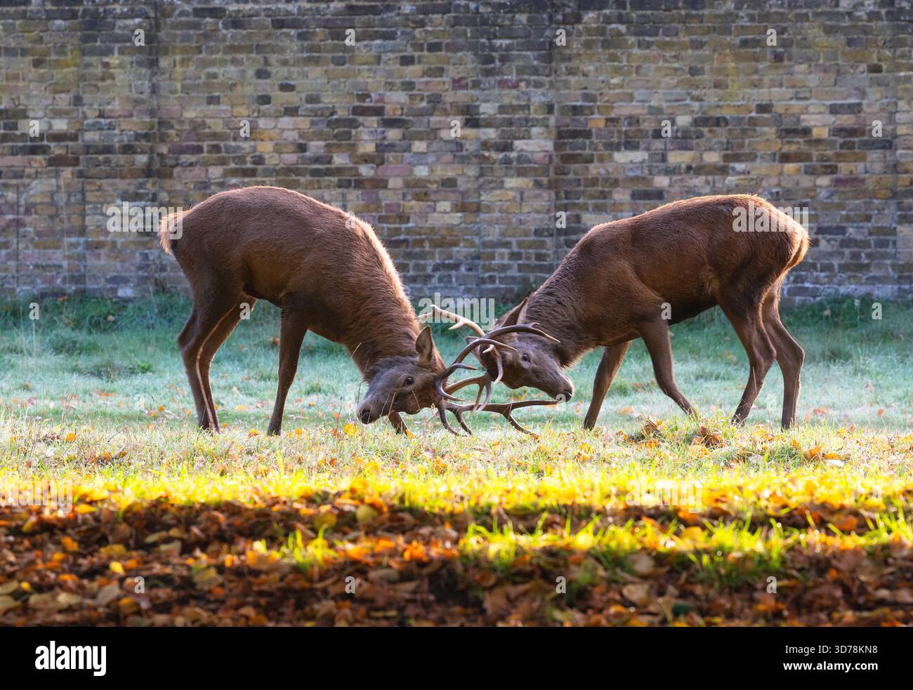 Zwei Rotwild kämpfen während der Brunstsaison im Bushy Park, London, England Stockfoto