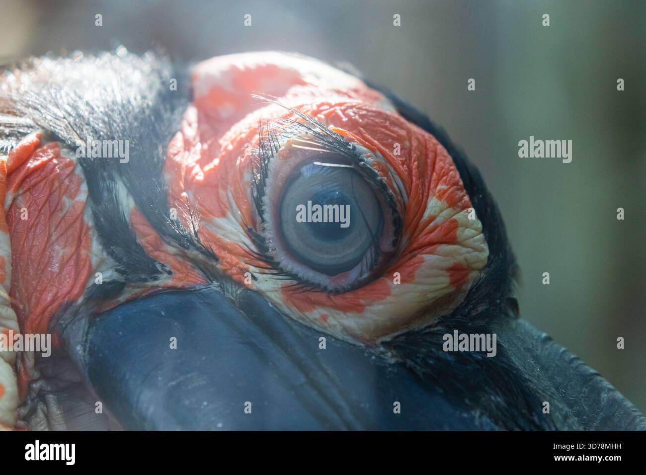 Extrem Nahaufnahme eines Vogelauges mit auffälligen langen Wimpern und leuchtend orange-schwarz gemusterter Haut um die Iris. Stockfoto