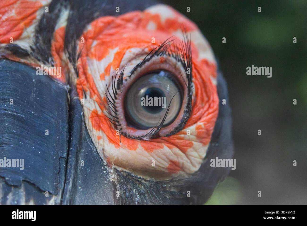 Extrem Nahaufnahme eines Vogelauges mit auffälligen langen Wimpern und leuchtend orange-schwarz gemusterter Haut um die Iris. Stockfoto