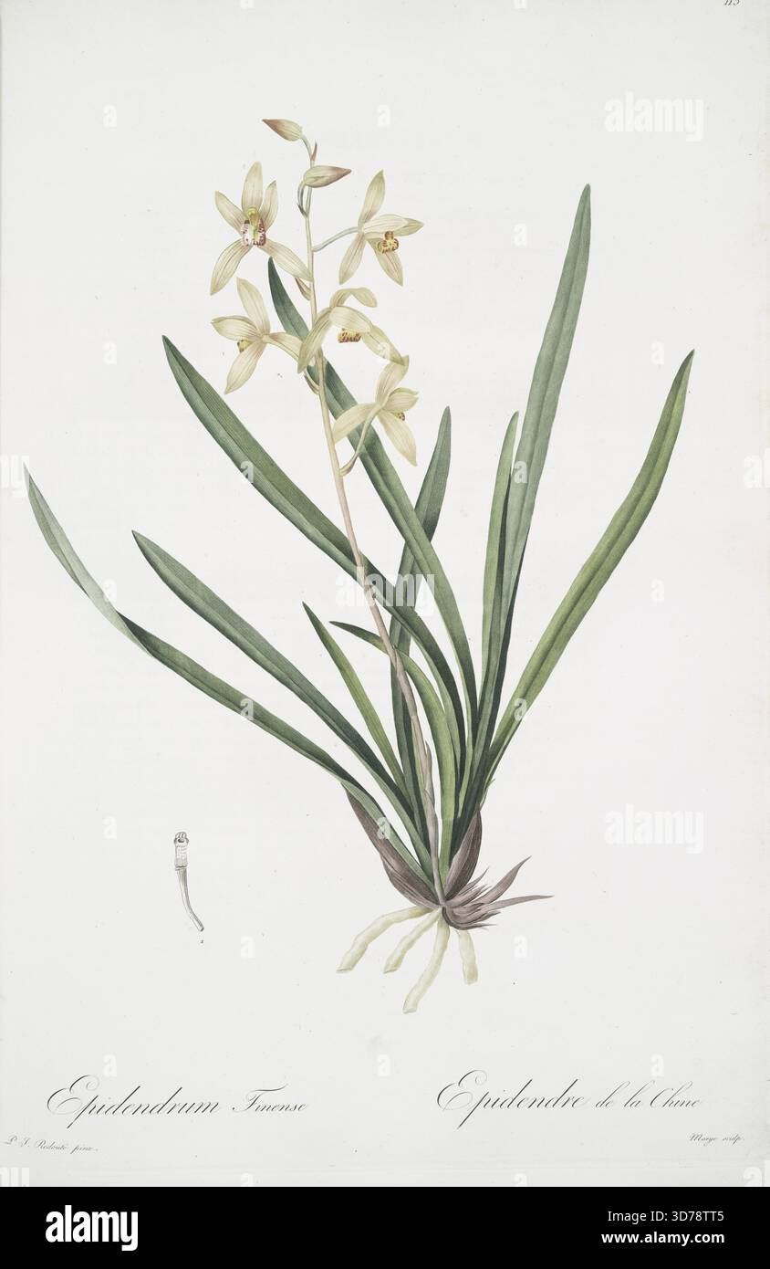 Epidendrum sinense, 1805–1816, von Pierre Joseph Redouté (1759–1840). Zusätzlich Cymbidium sinense; Epindendre de Chine (Chinesische Epidendrum). Veröffentlicht in Paris von Chez l'Auteur, impr. De Didot Jeune. Auflage, limitierter Druck. Diese Arbeit ist eine mehrteilige Monografie, die sich auf Blätter, Blumen und Botanik im Zusammenhang mit Lilien konzentriert Stockfoto
