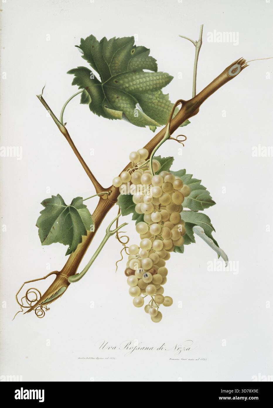 UVA Rossana di Nizza. Vitis vinifera niceaensis; Belleto bianco. Herausgegeben zwischen 1817 und 1839 in Pisa vom Verlag Niccolò Capurro. Das Bild zeigt Aquatinten aus Blättern, Blumen und Früchten, die die Botanik der Pflanze aus Italien darstellen, alle handkoloriert Stockfoto