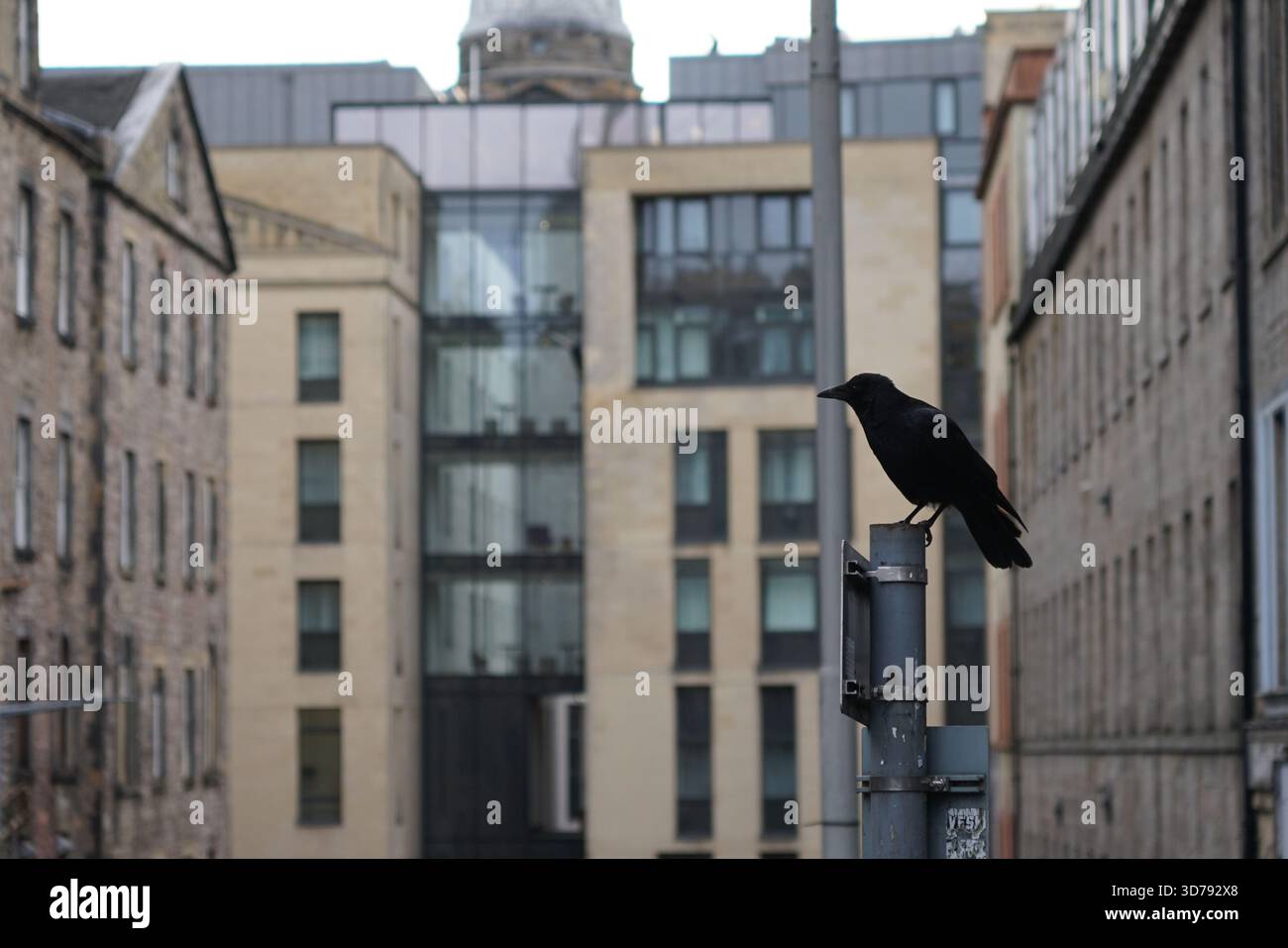 Eine Krähe thront auf einem Metallpfosten vor dem Hintergrund von Edinburghs gemischter moderner und historischer Architektur. Edinburgh, Schottland Stockfoto