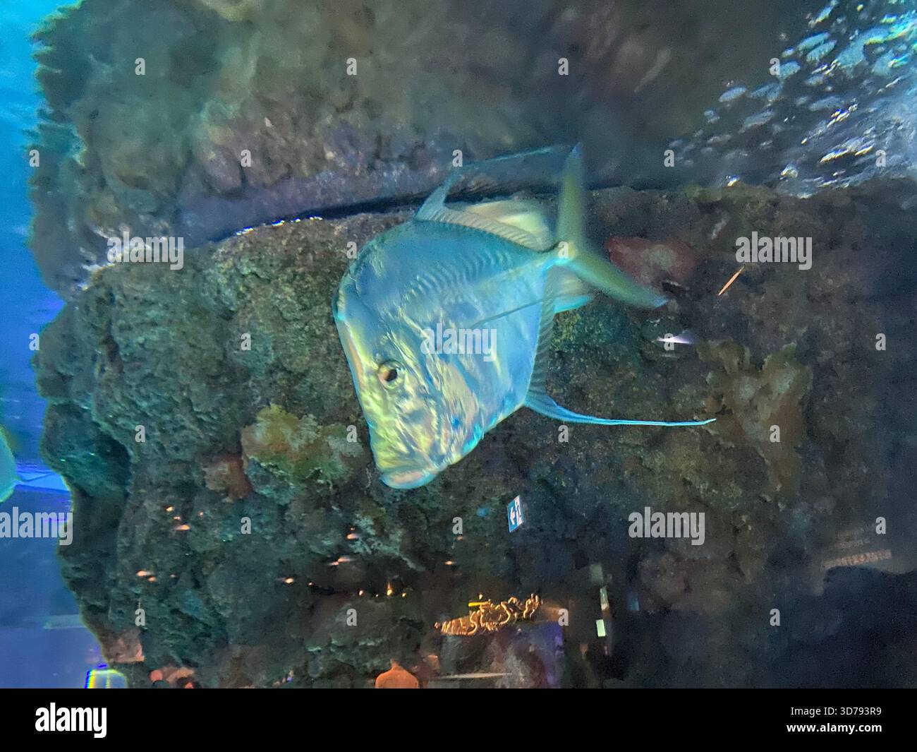 Ein schimmernder Lookdown-Fisch (Selene Womer) schwimmt in einem Aquarienbecken und zeigt seinen stark reflektierenden, flachen Körper in der Nähe von felsigen Formationen. Stockfoto