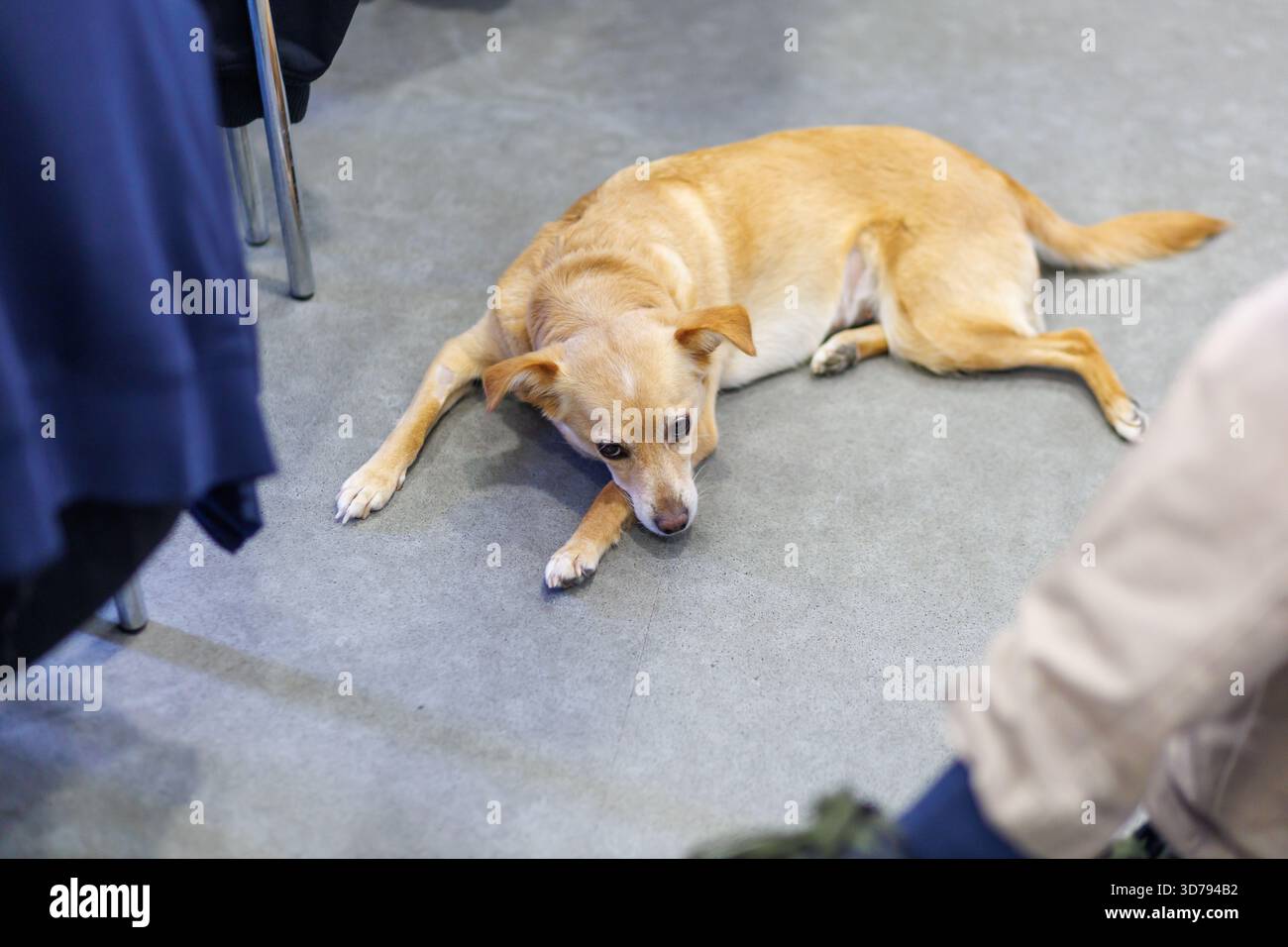 Entspannter Hund, der sich auf dem Boden während eines Treffens im Innenbereich in einer gemütlichen Umgebung mit Menschen in der Nähe befindet Stockfoto