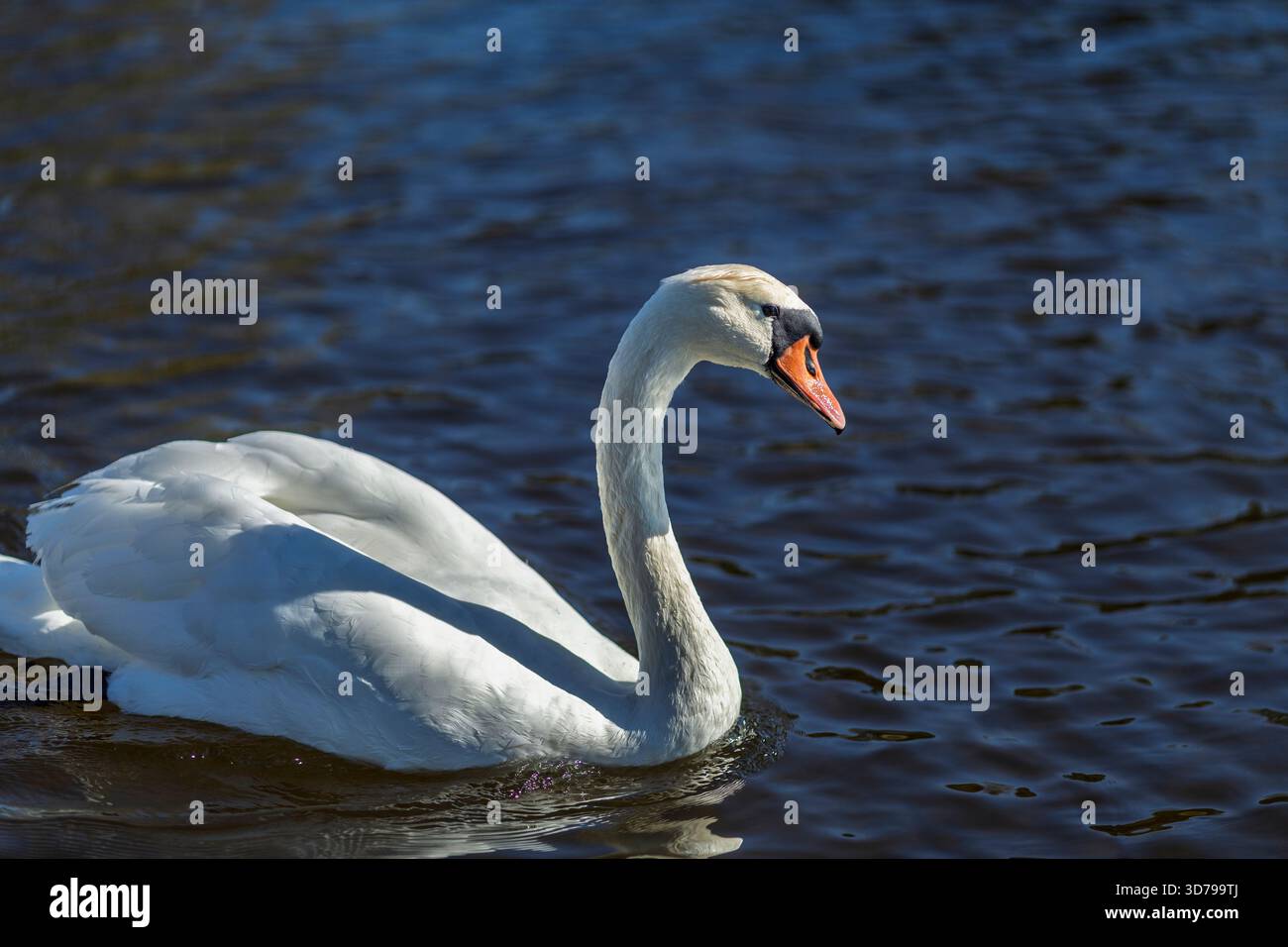 Eleganter Schwan, der anmutig über das ruhige Wasser eines ruhigen Sees gleitet Stockfoto