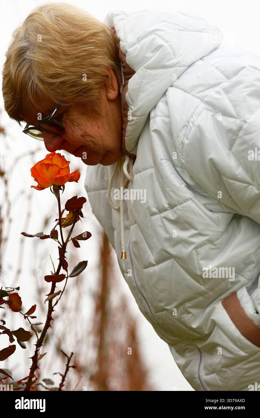 Eine Seniorin genießt den Duft einer Rose Stockfoto