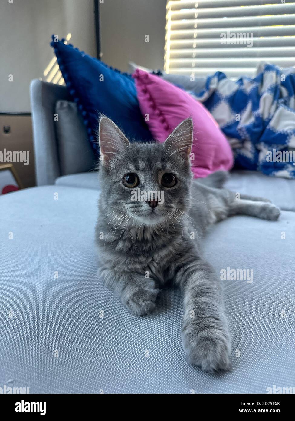 Ein kleines graues Kätzchen zieht sich auf eine helle Couch. Die Einrichtung umfasst farbenfrohe Kissen in Blau-, Rosa- und Blau-weiß-Tönen Stockfoto