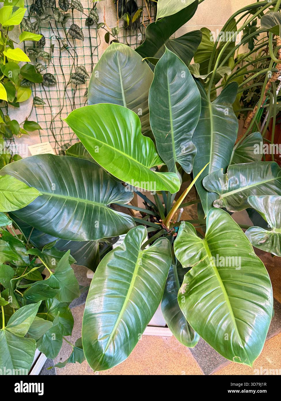begonia wax plants Wax Begonia – Gasper Home & Garden