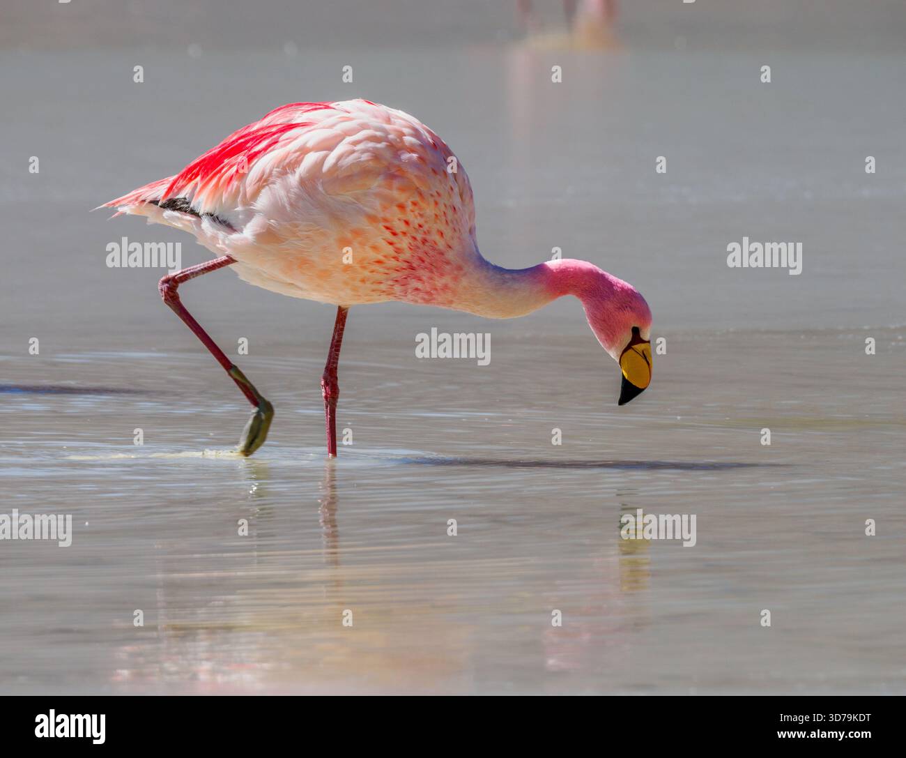 James's Flamingo Phoenicoparrus jamesi ernährt sich im salzigen schwefelhaltigen Wasser der Laguna Hedionda, dem stinkenden See hoch im altiplano von Bolivien Stockfoto