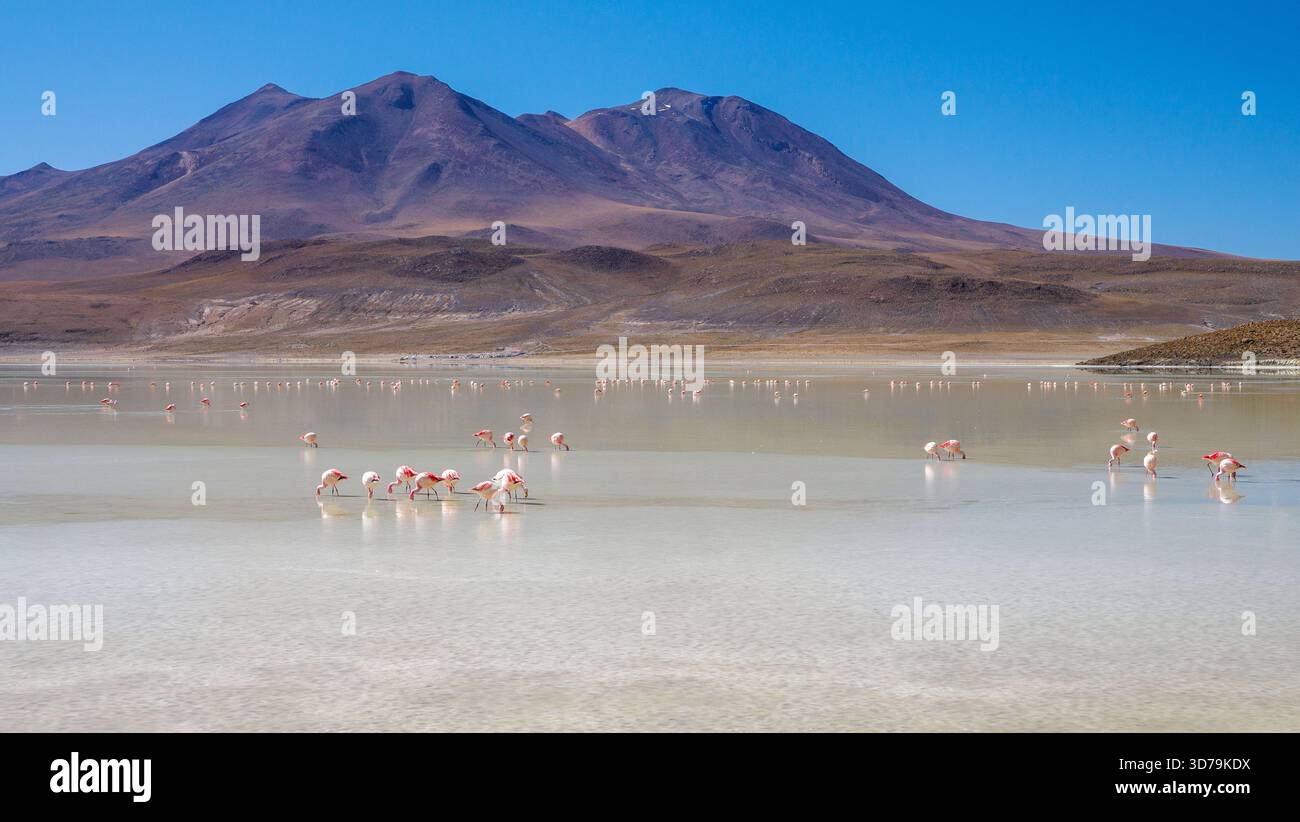 Flamingos füttern in Laguna Hedionda - Spanisch für stinkenden See - ein wunderschöner Salzsee auf 4120 m in den Anden von Bolivien mit hohem Schwefelgehalt Stockfoto