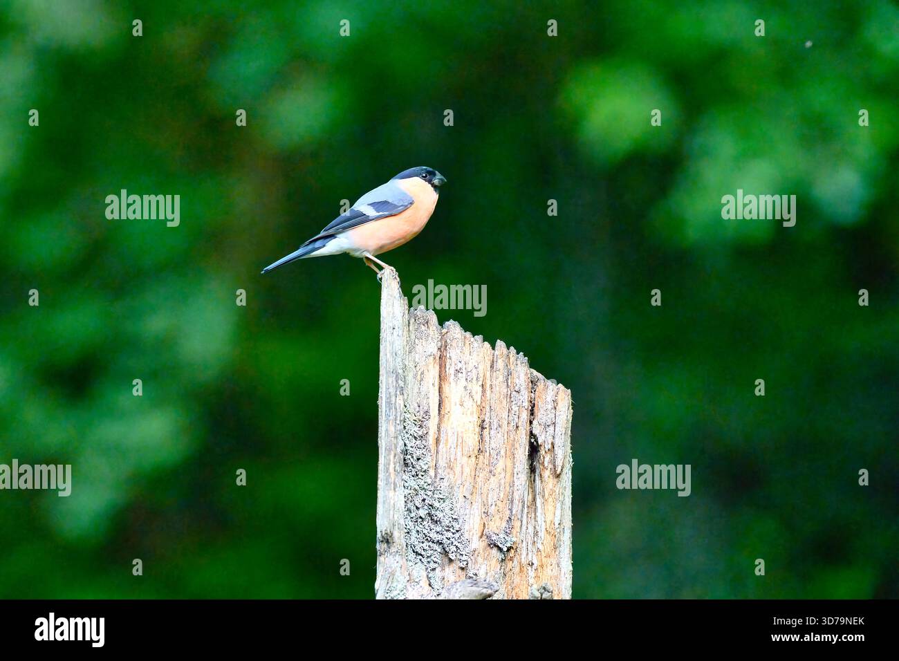 Der Eurasische Stierkampfarena, gewöhnliche Stierkampfarena oder Stierkampfarena ist ein kleiner Passiervogel in der Finkenfamilie Fringillida. Stockfoto