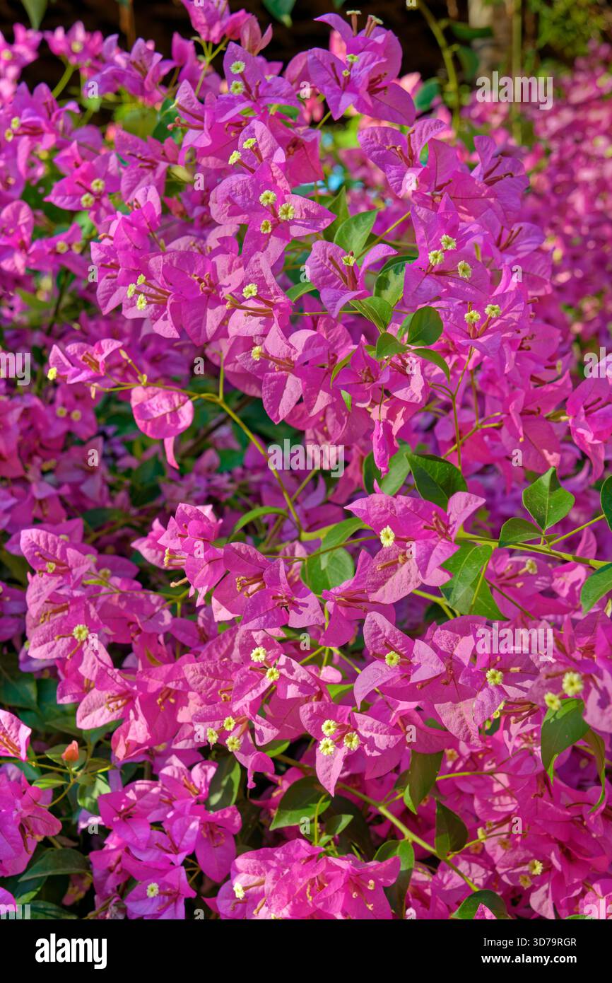 Violette Bougainvillea-Blumen. Stockfoto